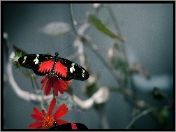Kwiat, Motyl, Czerwony