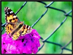 Kwiat, Motyl, Fioletowy
