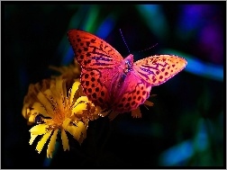 Kwiat, Motyl, Kolorowy