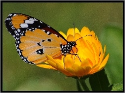 Kwiat, Motyl, Żółty