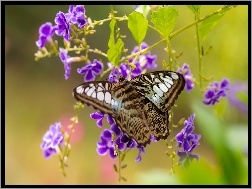 Kwiaty, Motyl, Duranta