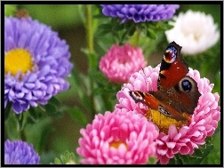 Kwiaty, Motyl, Kolorowe