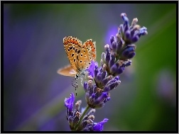 Lawendy, Motyl, Kwiat
