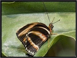 Motyl, Liść