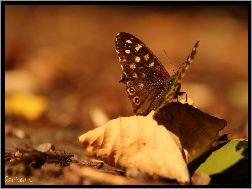 Liść, Motyl, Suchy