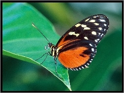 Motyl, liść