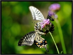 Makro, Motyl, Roślina