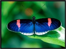 Motyl, niebieski