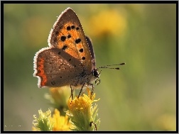 Owad, Motyl, Czerwończyk