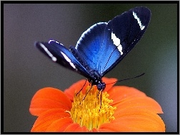 Motyl, Kwiat, Pomarańczowy, Niebieski