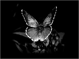 Motyl, Roślina