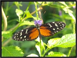 Motyl, Rośliny