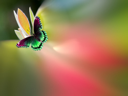 Rozmycie, Motyl, Kwiat