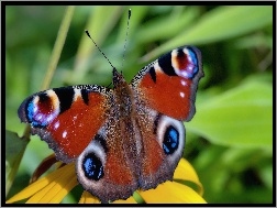 Skrzydełka, Motyl, Rozłożone