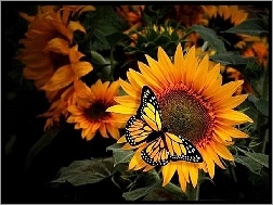 Motyl, Słoneczniki