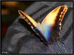 Motyl, Suwak