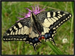 Motyl, Trawa