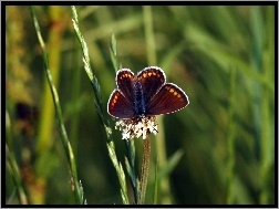 Motyl, Trawa