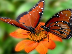 Motyle, Kwiat, Pomarańczowy, Dwa