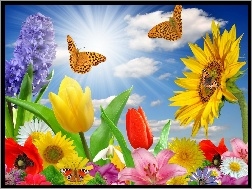 Motyle, Kolorowe, Słońca, Promienie, Kwiaty