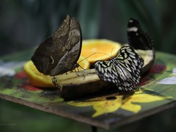 Skrzydła, Motyle, Banan