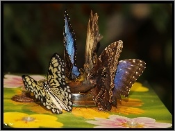 Skrzydła, Motyle, Kolorowe