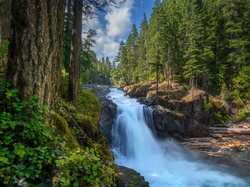 Wodospad, Park Narodowy Mount Rainier, Silver Falls, Stany Zjednoczone, Roślinność, Drzewa, Waszyngton, Las