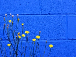 Mur, Prosienicznik, Kwiatki, Żółte, Niebieski