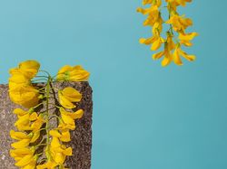 Murek, Kwiaty, Żółte, Glicynia