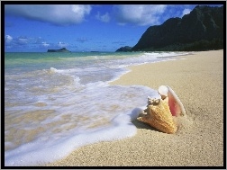 Muszelka, Woda, Hawaje, Oahu, Plaża
