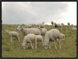 Owieczki na Pastwisku