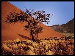 Namibia, Sucha, Piasek, Pustynia, Roślinność