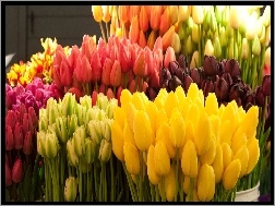 Tulipanów, Naręcza, Kolorowych