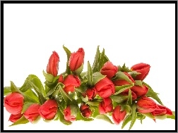 Tulipanów, Naręcze, Czerwonych