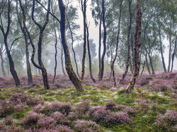 Mgła, Park Narodowy Peak District, Wrzosowisko, Drzewa, Stanton Moor, Anglia, Brzozy