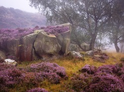 Wrzos, Park Narodowy Peak District, Jesień, Drzewa, Skały, Mgła, Anglia, Wrzosowisko