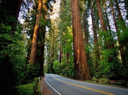 Park Narodowy Redwood, Las, Kalifornia, Stany Zjednoczone, Droga