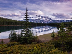 Świerki, Park Narodowy Banff, Lasy, Góry, Jezioro Vermilion, Kanada, Szczyt Mount Rundle