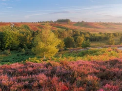 Mgła, Wrzosowisko, Poranek, Wzgórza, Anglia, Park Narodowy New Forest, Wrzosy, Drzewa