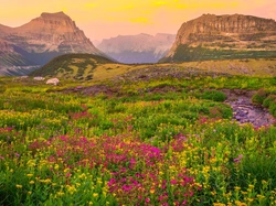 Kwiaty, Mount Reynolds, Góry Skaliste, Stany Zjednoczone, Montana, Park Narodowy Glacier, Łąka