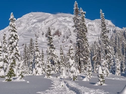 Ścieżka, Ośnieżone, Park Narodowy Mount Rainier, Ośnieżona, Stany Zjednoczone, Stan Waszyngton, Góra, Drzewa