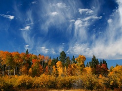 Jesień, Narodowy, Wyoming, Las, Niebo, Stany, Park, Zjednoczone