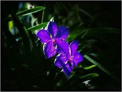 Niebieska, Orchidea