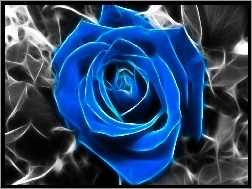 Niebieska, Róża
