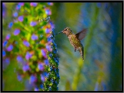 Koliber, Niebieski, Kwiat