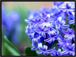 Kwiat, Niebieski, Hiacynt