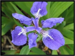 Irys, Niebieski, Kwiat