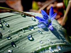 Niebieski, Krople, Deszcz, Kwiatek, Liść, Cebulica