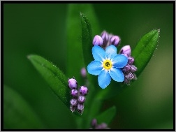 Liście, Niebieski, Kwiatek