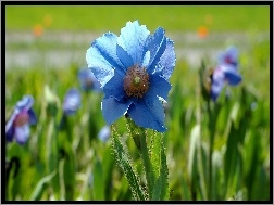 Maku, Niebieski, Kwiat